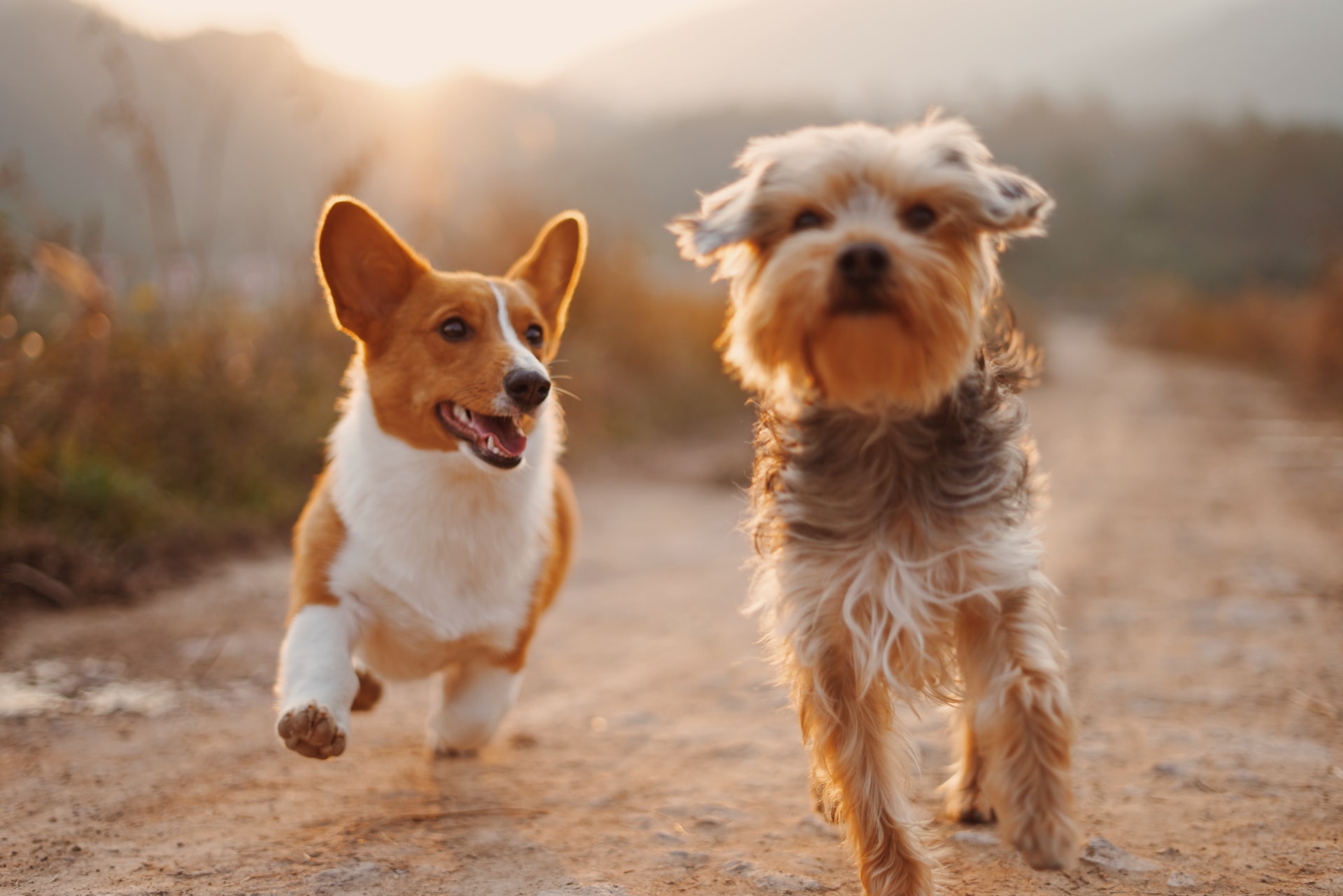 Veterinarian Service Serving Virginia and Surrounding areas